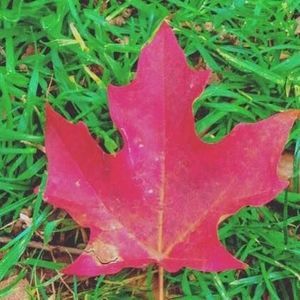 Meet your Posher, Ana